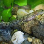Kolejne narodziny salamander w opolskim zoo