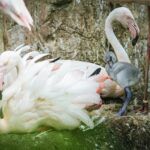 W opolskim zoo wykluły się kolejne flamingi. Zobacz je!