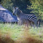 W opolskim zoo urodziła się zebra równikowa. Zobacz, jak wygląda!