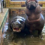 Dzień dobry, tu Opole 15 lutego 2023 - w naszym zoo dziś świętują hipopotamy [wideo]