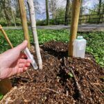 Drzewom w Opolu aplikuje się „grzybne” zastrzyki