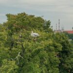 Pelikan uciekł z opolskiego ZOO. Trwają poszukiwania