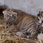Opolskie tygrysie kocięta mają już siedem tygodni [wideo]