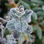 the-first-frost-2751405_1280