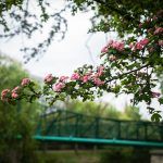 Zielone Opola Młynówka i okolice kwiatki zieleń drzewa serce most groszowy kaczki kwiatki pl wolności budynki panoramy wieża ratusz katedra (42)