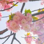 wiosenne opole kwiatki panorama pola rzepak plac wolności ludzie fontanna wiosna pogoda park 800 lecia dron (63)